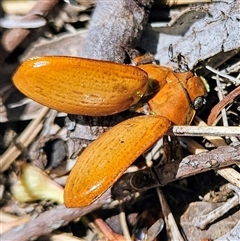 Anoplognathus sp. (genus) at Higgins, ACT - 16 Dec 2024 12:45 PM