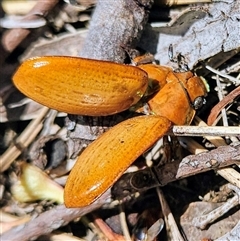 Anoplognathus sp. (genus) at Higgins, ACT - 16 Dec 2024