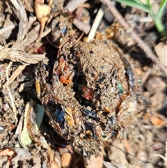 Anoplognathus sp. (genus) at Higgins, ACT - 16 Dec 2024