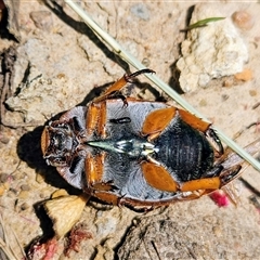 Anoplognathus sp. (genus) at Higgins, ACT - 16 Dec 2024