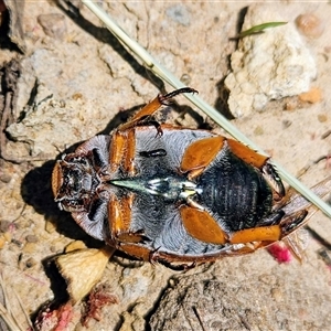 Anoplognathus sp. (genus) at Higgins, ACT - 16 Dec 2024 12:45 PM