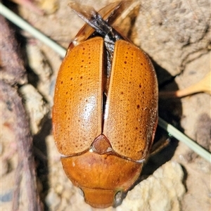 Anoplognathus sp. (genus) at Higgins, ACT - 16 Dec 2024 12:45 PM