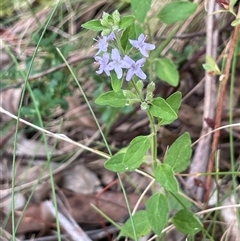 Mentha diemenica (Wild Mint, Slender Mint) at Uriarra Village, ACT - 4 Jan 2025 by JaneR