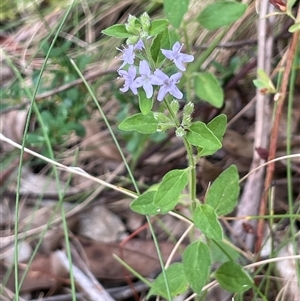 Mentha diemenica (Wild Mint, Slender Mint) at Uriarra Village, ACT by JaneR