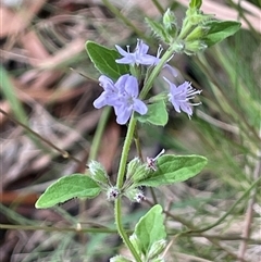 Mentha diemenica at Uriarra Village, ACT - 4 Jan 2025 03:33 PM