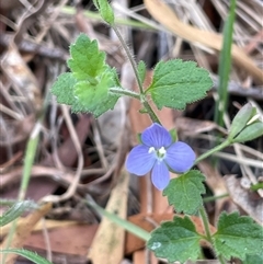 Veronica calycina (Hairy Speedwell) at Uriarra Village, ACT - 4 Jan 2025 by JaneR