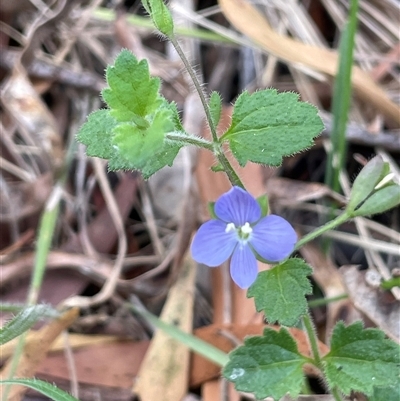 Veronica calycina (Hairy Speedwell) at Uriarra Village, ACT - 4 Jan 2025 by JaneR