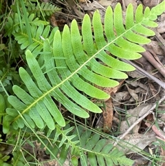 Blechnum nudum (Fishbone Water Fern) at Uriarra Village, ACT - 4 Jan 2025 by JaneR