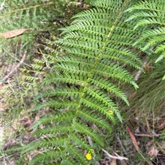 Polystichum proliferum (Mother Shield Fern) at Uriarra Village, ACT - 4 Jan 2025 by JaneR