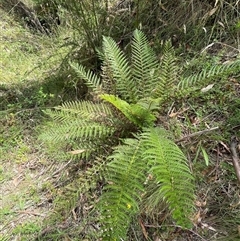 Polystichum proliferum at Uriarra Village, ACT - 4 Jan 2025