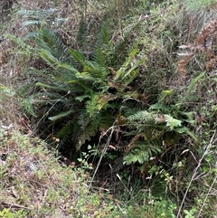 Polystichum proliferum at Uriarra Village, ACT - 4 Jan 2025