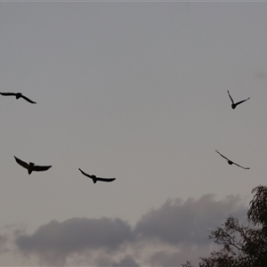 Callocephalon fimbriatum (Gang-gang Cockatoo) at Hughes, ACT by LisaH