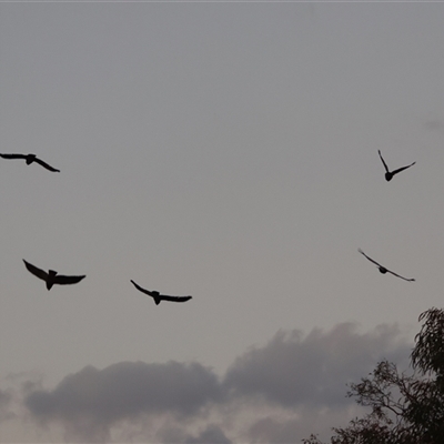 Callocephalon fimbriatum (Gang-gang Cockatoo) at Hughes, ACT - 3 Jan 2025 by LisaH