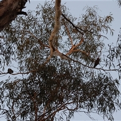 Callocephalon fimbriatum at Hughes, ACT - suppressed