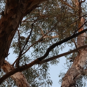 Callocephalon fimbriatum at Hughes, ACT - suppressed