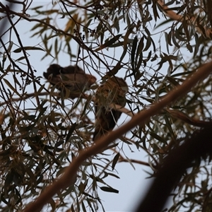 Callocephalon fimbriatum at Hughes, ACT - suppressed