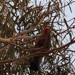 Callocephalon fimbriatum at Hughes, ACT - suppressed