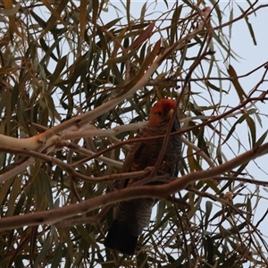 Callocephalon fimbriatum at Hughes, ACT - suppressed