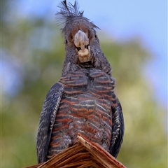 Callocephalon fimbriatum (Gang-gang Cockatoo) at Hughes, ACT - 4 Jan 2025 by LisaH