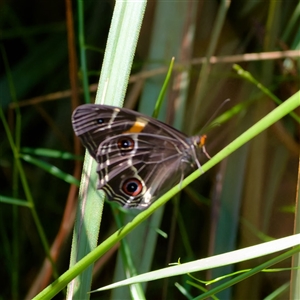 Tisiphone abeona (Varied Sword-grass Brown) at Barren Grounds, NSW by regeraghty