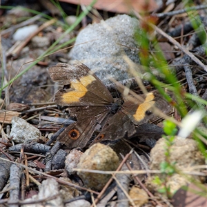 Tisiphone abeona (Varied Sword-grass Brown) at Barren Grounds, NSW by regeraghty