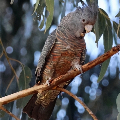 Callocephalon fimbriatum (Gang-gang Cockatoo) at Hughes, ACT - 3 Jan 2025 by LisaH