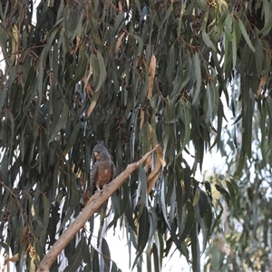 Callocephalon fimbriatum at Hughes, ACT - 3 Jan 2025