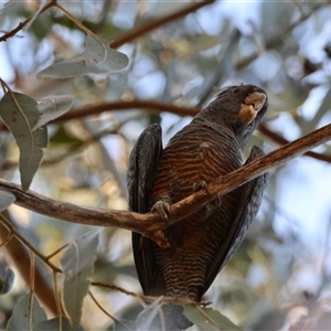 Callocephalon fimbriatum at Hughes, ACT - 3 Jan 2025