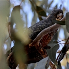 Callocephalon fimbriatum at Hughes, ACT - suppressed