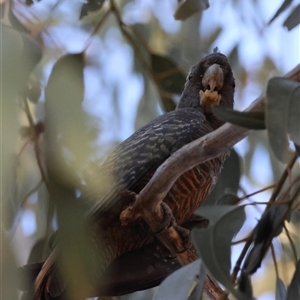 Callocephalon fimbriatum at Hughes, ACT - 3 Jan 2025