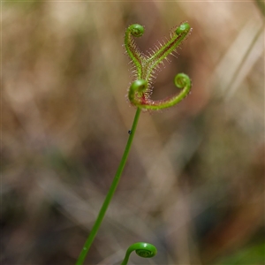 Drosera binata (Forked Sundew) at Barren Grounds, NSW by regeraghty