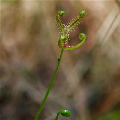 Drosera binata (Forked Sundew) at Barren Grounds, NSW - 4 Jan 2025 by regeraghty