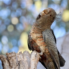 Callocephalon fimbriatum (Gang-gang Cockatoo) at Hughes, ACT - 3 Jan 2025 by LisaH