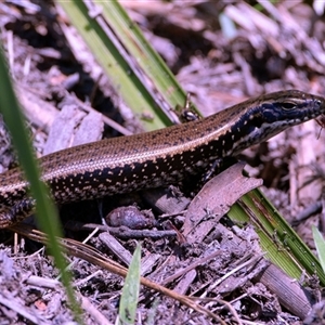 Eulamprus heatwolei at Barren Grounds, NSW by regeraghty