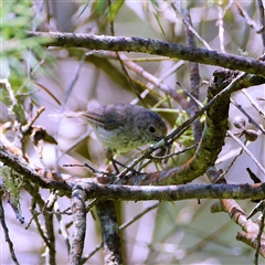 Acanthiza pusilla (Brown Thornbill) at Barren Grounds, NSW - 4 Jan 2025 by regeraghty