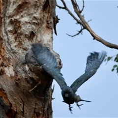 Callocephalon fimbriatum (Gang-gang Cockatoo) at Deakin, ACT - 4 Jan 2025 by LisaH