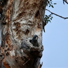 Callocephalon fimbriatum at Deakin, ACT - suppressed