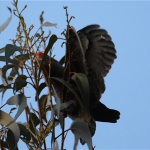 Callocephalon fimbriatum at Deakin, ACT - suppressed