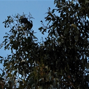 Callocephalon fimbriatum at Deakin, ACT - suppressed