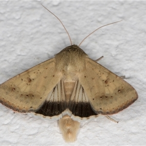 Helicoverpa punctigera (Native Budworm) at Melba, ACT by kasiaaus