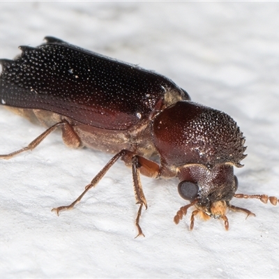 Xylion cylindricus (Auger beetle) at Melba, ACT - 3 Jan 2025 by kasiaaus