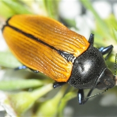 Castiarina amplipennis (Jewel Beetle) at Tharwa, ACT - 1 Jan 2025 by Harrisi