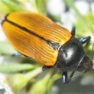 Castiarina amplipennis at Tharwa, ACT - 1 Jan 2025 05:42 PM