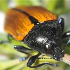 Castiarina amplipennis at Tharwa, ACT - 1 Jan 2025 05:42 PM