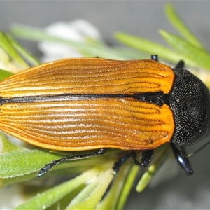 Castiarina amplipennis at Tharwa, ACT - 1 Jan 2025 05:42 PM