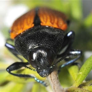 Castiarina amplipennis at Tharwa, ACT - 1 Jan 2025 05:42 PM