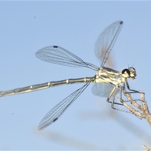 Griseargiolestes intermedius at Tharwa, ACT - 1 Jan 2025