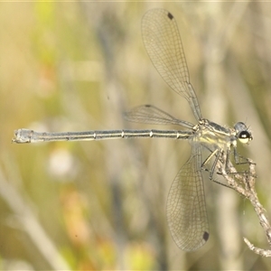 Griseargiolestes intermedius at Tharwa, ACT - 1 Jan 2025