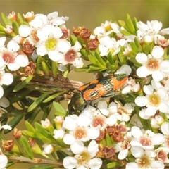 Castiarina delectabilis (A jewel beetle) at Tharwa, ACT - 3 Jan 2025 by Harrisi