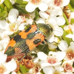 Castiarina delectabilis at Tharwa, ACT - 3 Jan 2025 01:47 PM